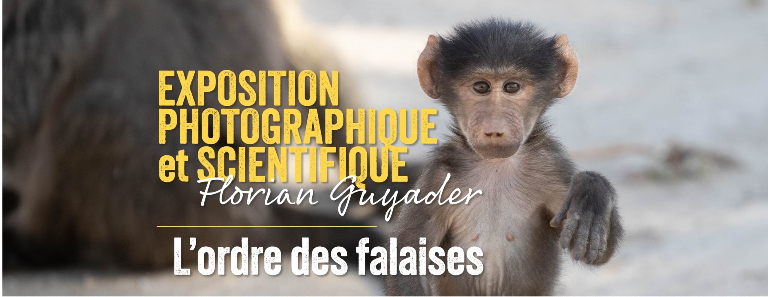 Annonce de l'exposition "L'ordre des falaises"